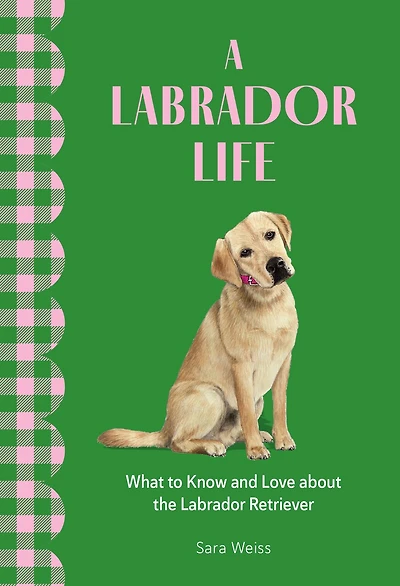 A Labrador Life: What to Know and Love About the Retriever