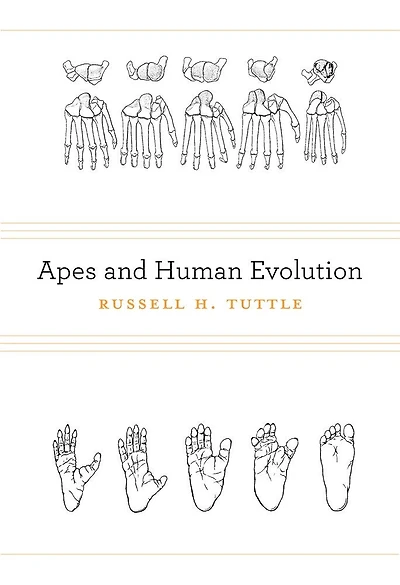 Apes and Human Evolution