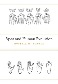 Apes and Human Evolution