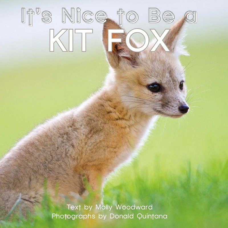 It's Nice To Be A Kit Fox