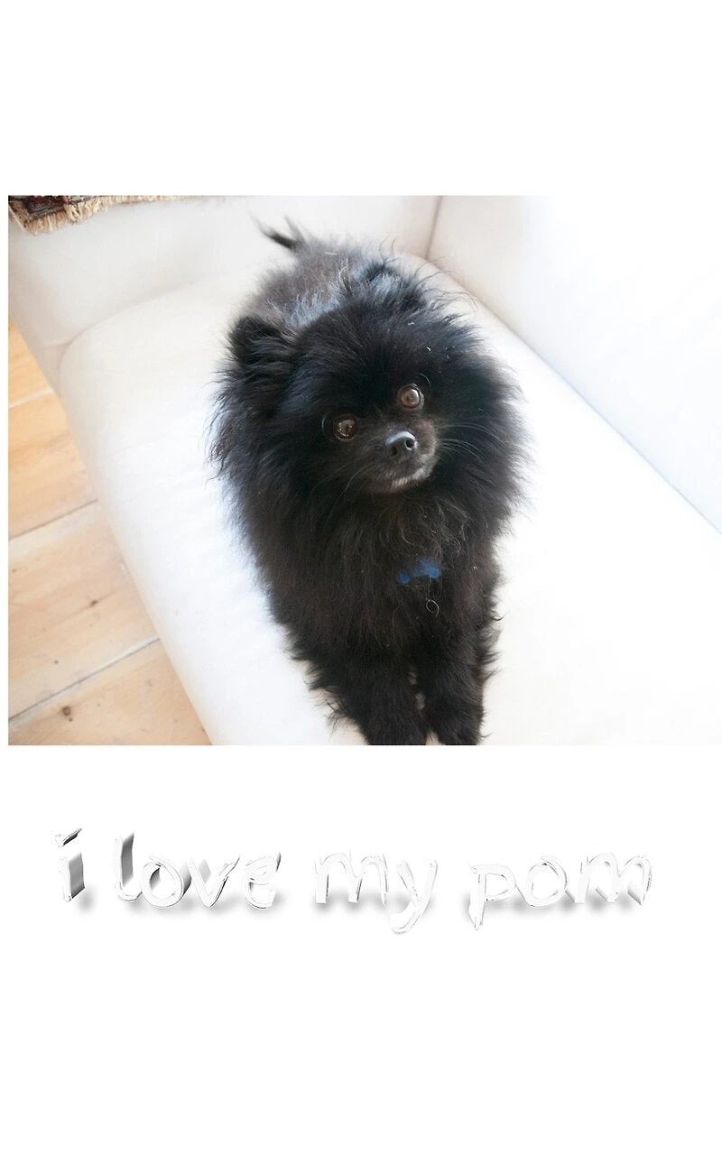 I love my pom Blank page journal: journal
