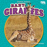 Baby Giraffes