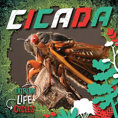 Cicada