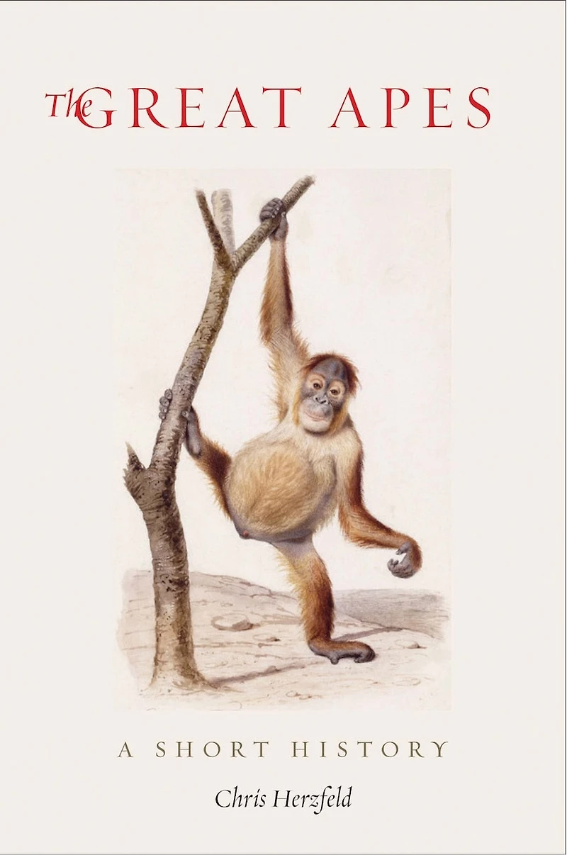 GREAT APES: A Short History