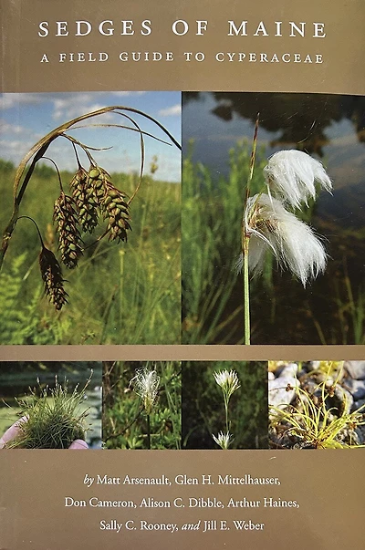 Sedges of Maine: Field Guide to Cyperaceae