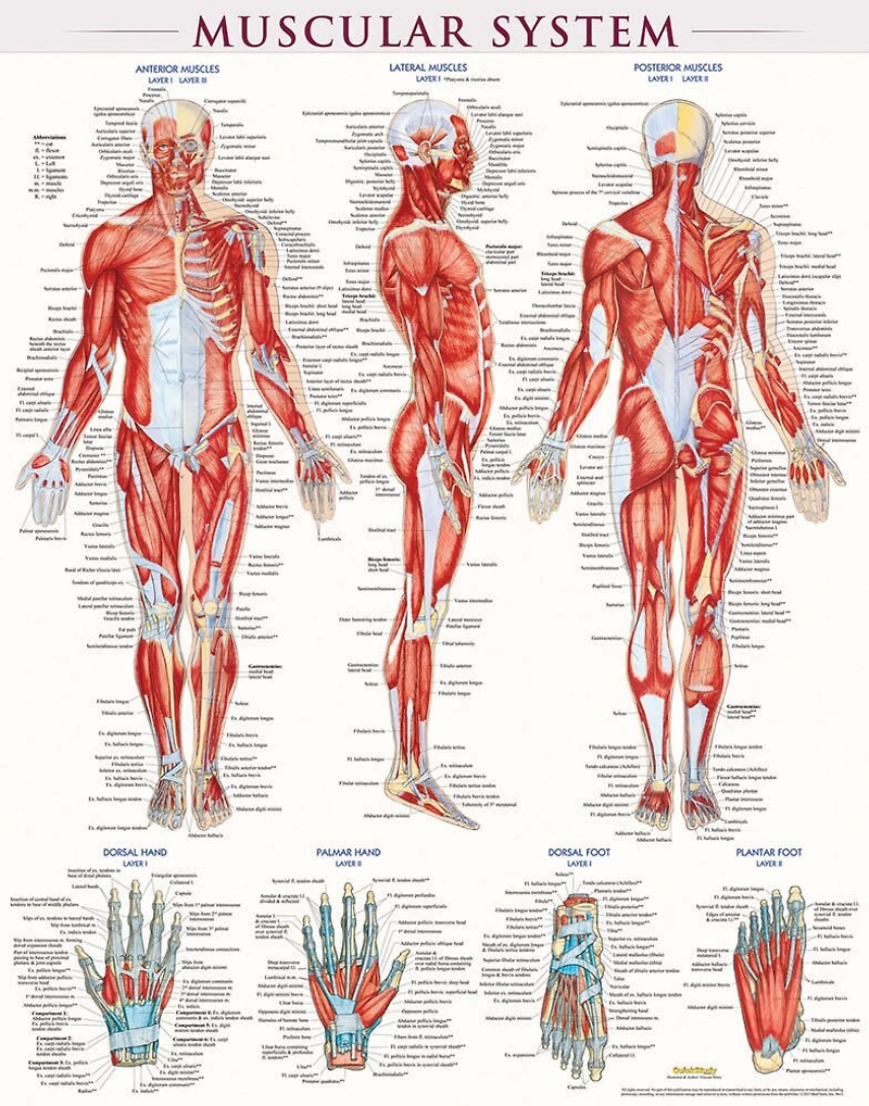 Muscular System-laminated