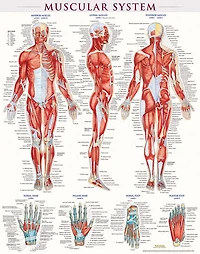 Muscular System-laminated