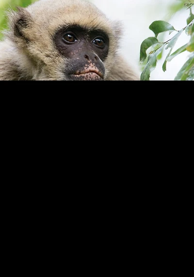Primate Behavioral Ecology