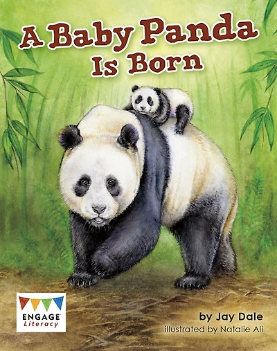 A Baby Panda is Born