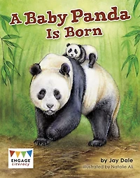 A Baby Panda is Born