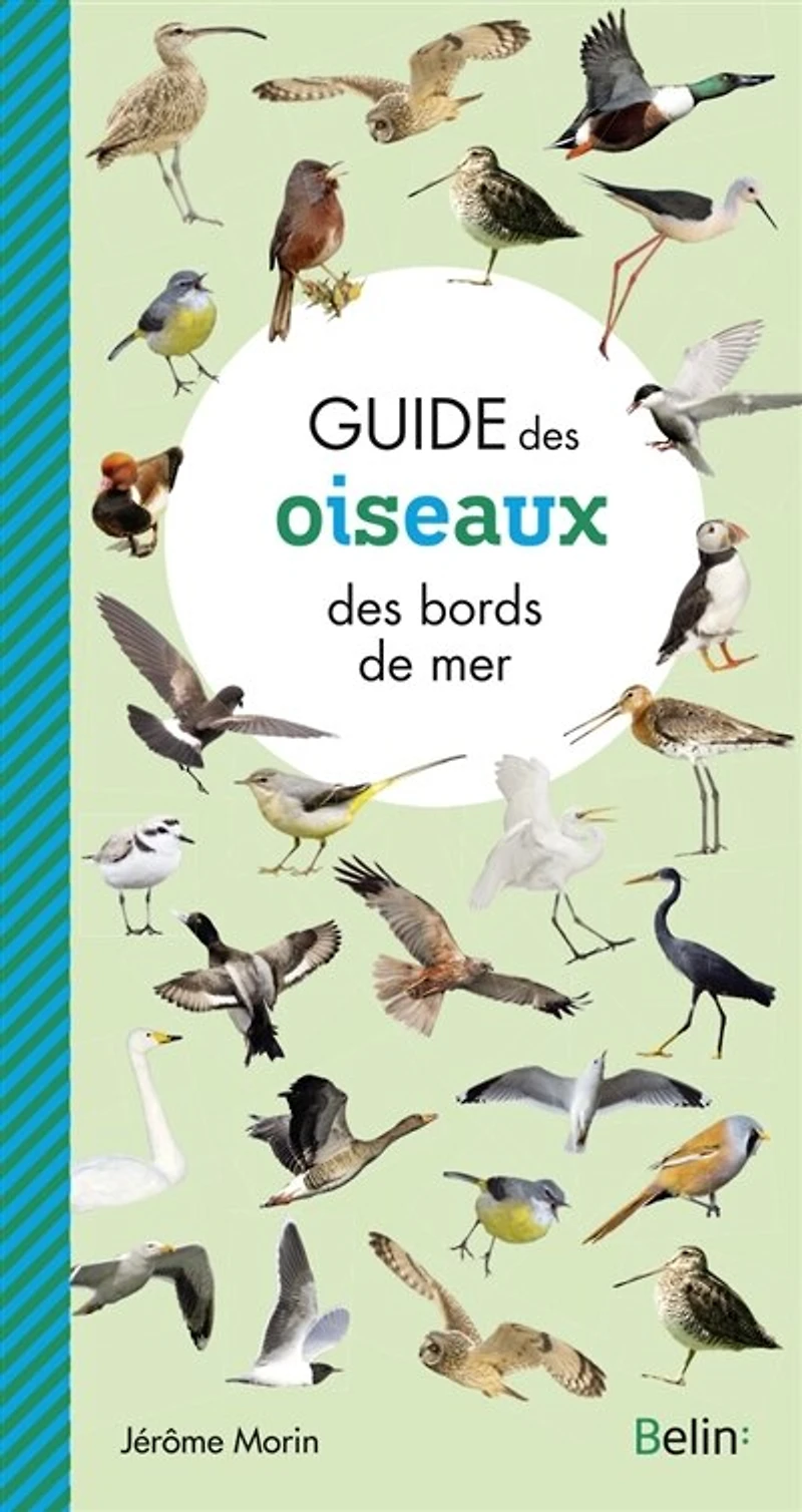 Guide des oiseaux bords de mer