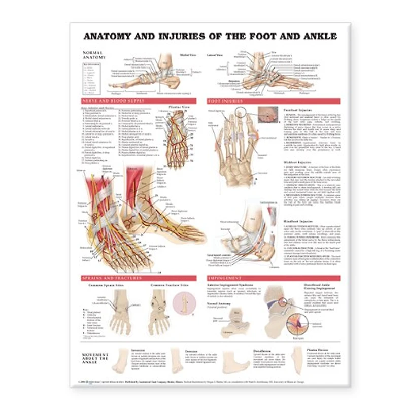 Anatomy and Injuries of the Foot Ankle