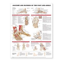 Anatomy and Injuries of the Foot Ankle