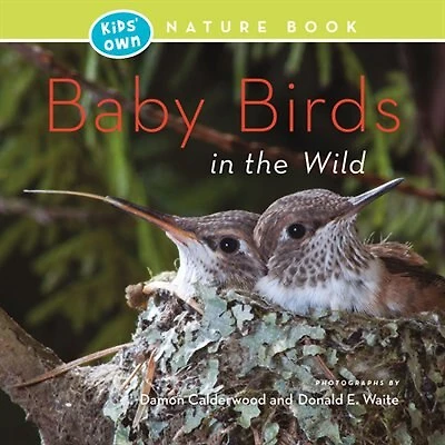 Baby Birds In The Wild