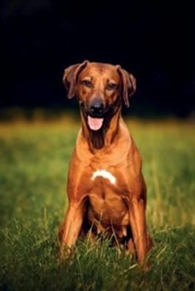 Rhodesian Ridgeback Autumn Notebook & Journal. Productivity Work Planner & Idea Notepad: Brainstorm Thoughts, Self Discovery, To Do List