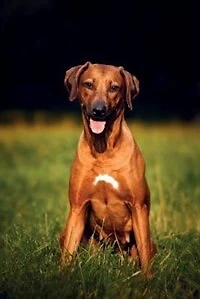 Rhodesian Ridgeback Autumn Notebook & Journal. Productivity Work Planner & Idea Notepad: Brainstorm Thoughts, Self Discovery, To Do List