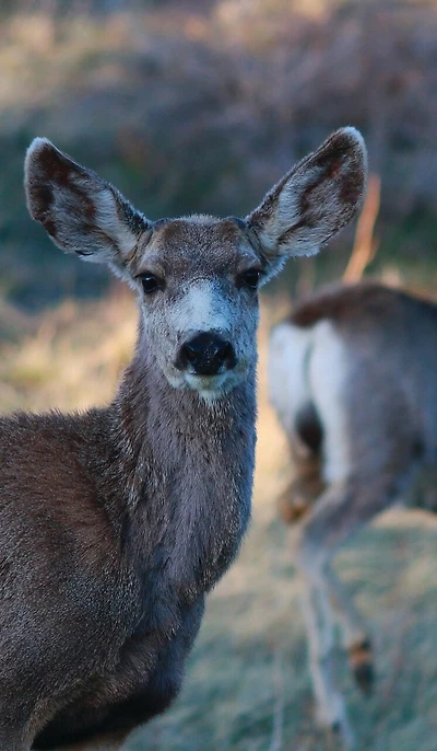 Kid's Petite Deer Journal: Volume One
