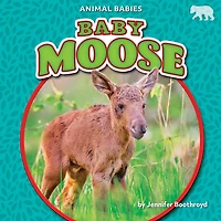 Baby Moose
