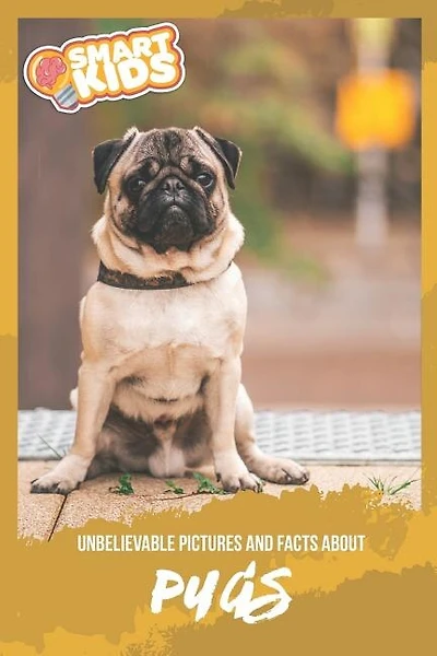 Unbelievable Pictures and Facts About Pugs