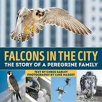 Falcons The City: Story Of A Peregine Family