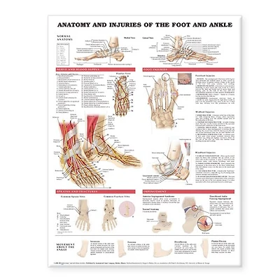 Anatomy and Injuries of the Foot Ankle
