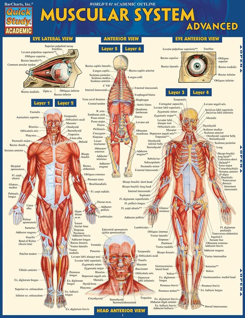 Muscular System-laminated