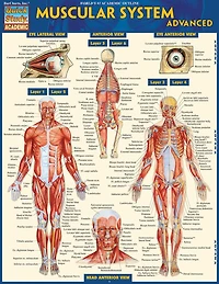 Muscular System-laminated