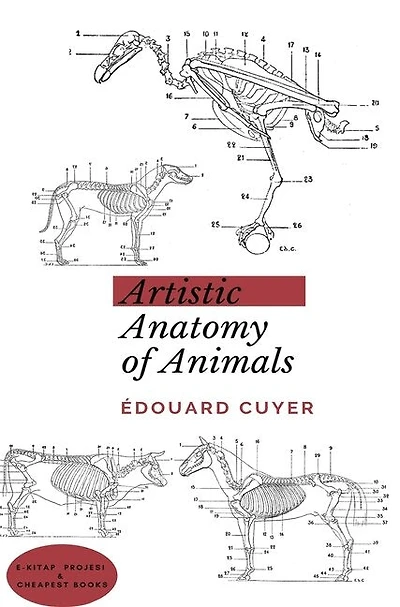 Artistic Anatomy Of Animals