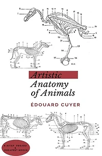 Artistic Anatomy Of Animals