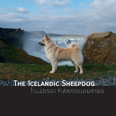 The Icelandic Sheepdog: Islenski Fjarhurdurinn