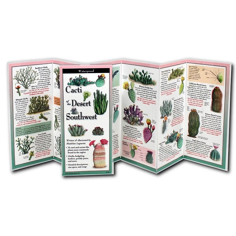 Cacti of the Desert Southwest
