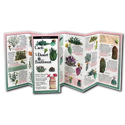 Cacti of the Desert Southwest