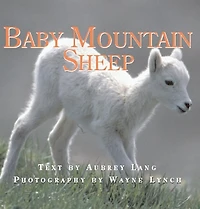Baby Mountain Sheep