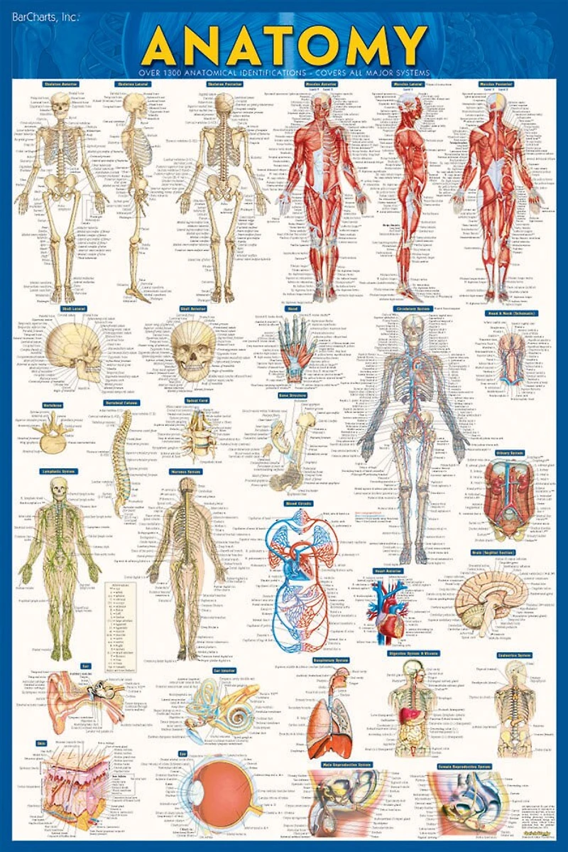 Anatomy-laminated