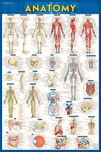 Anatomy-laminated