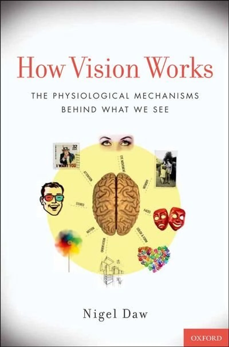 How Vision Works: The Physiological Mechanisms Behind What We See