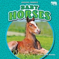 Baby Horses