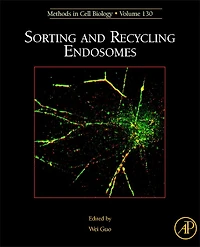 Sorting and Recycling Endosomes