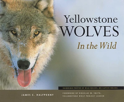 Yellowstone Wolves In The Wild