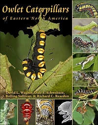 Owlet Caterpillars of Eastern North America