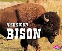American Bison