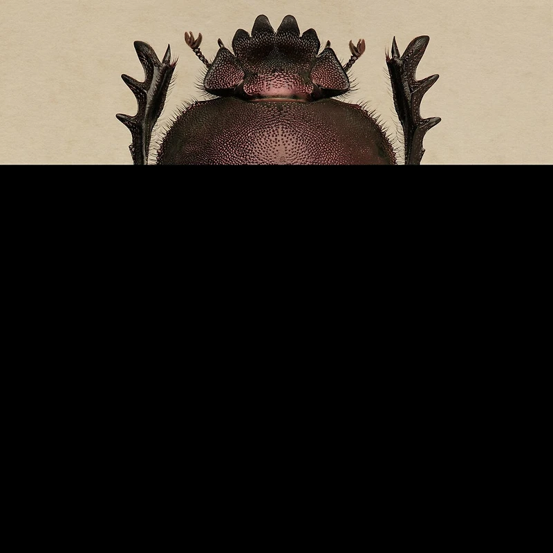 Dance of the Dung Beetles Lib/E: Their Role Our Changing World