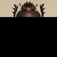 Dance of the Dung Beetles Lib/E: Their Role Our Changing World