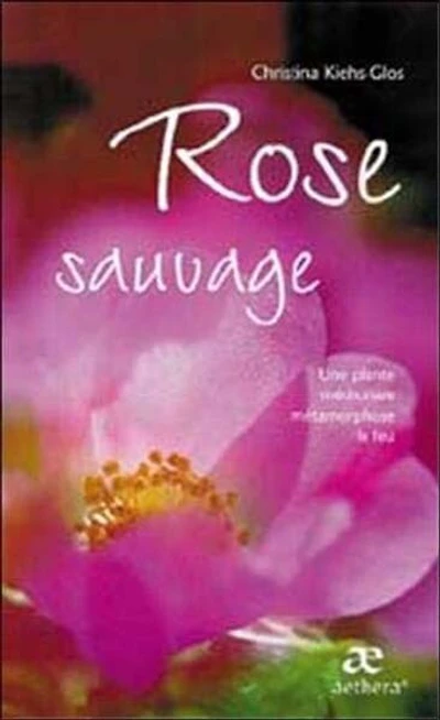 Rose sauvage: une plante médicinale métamorphose le feu