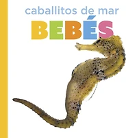 Caballitos de mar bebés