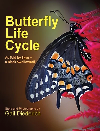 Butterfly Life Cycle: As Told By Skye - A Black Swallowtail