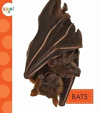 Bats