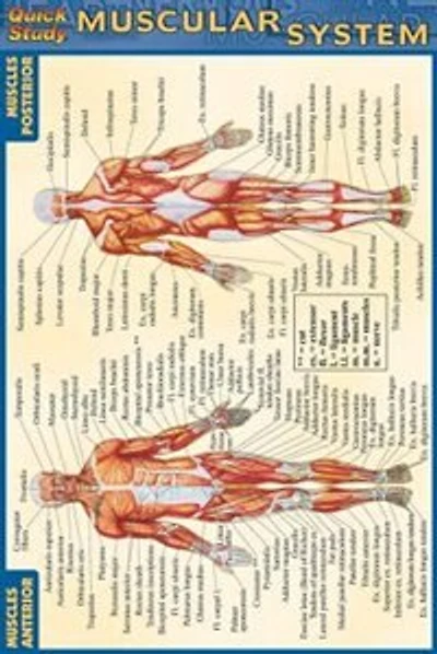 Muscular System-laminated