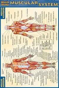 Muscular System-laminated