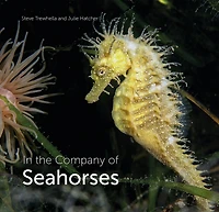 the Company of Seahorses